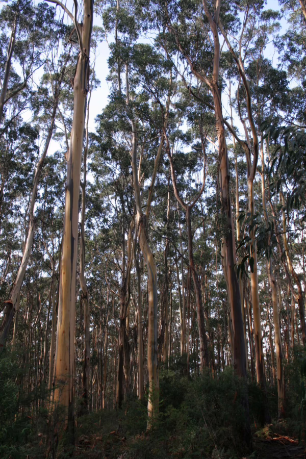 Eucalyptus globulus subsp. globulus