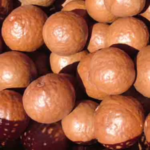 Macadamia 'TM2'