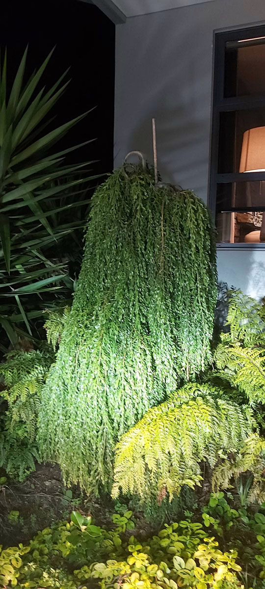 Acacia howittii 3 Acacia howittii - Image 3