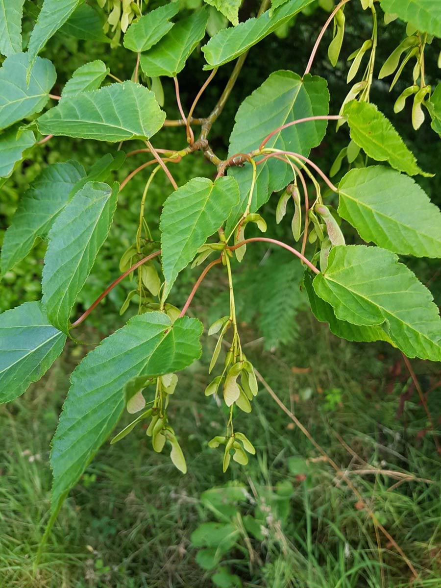 Acer davidii 3 Acer davidii - Image 3