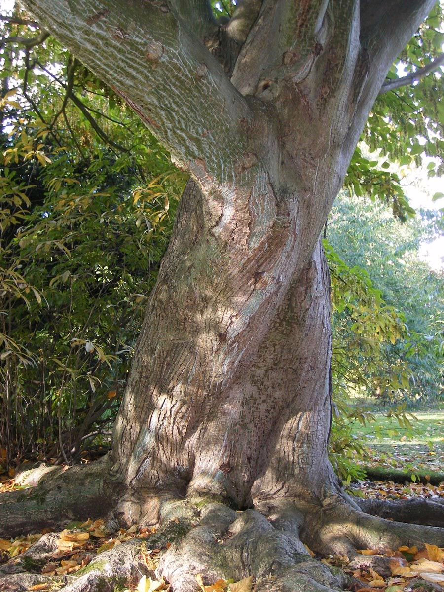 Acer davidii 4 Acer davidii - Image 4