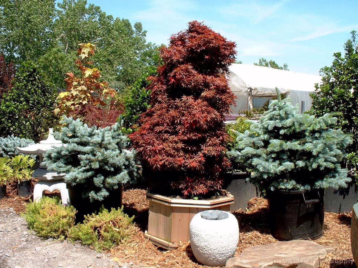 Acer palmatum 'Shaina' 3 Acer palmatum 'Shaina' (Japanese Maple) Tree