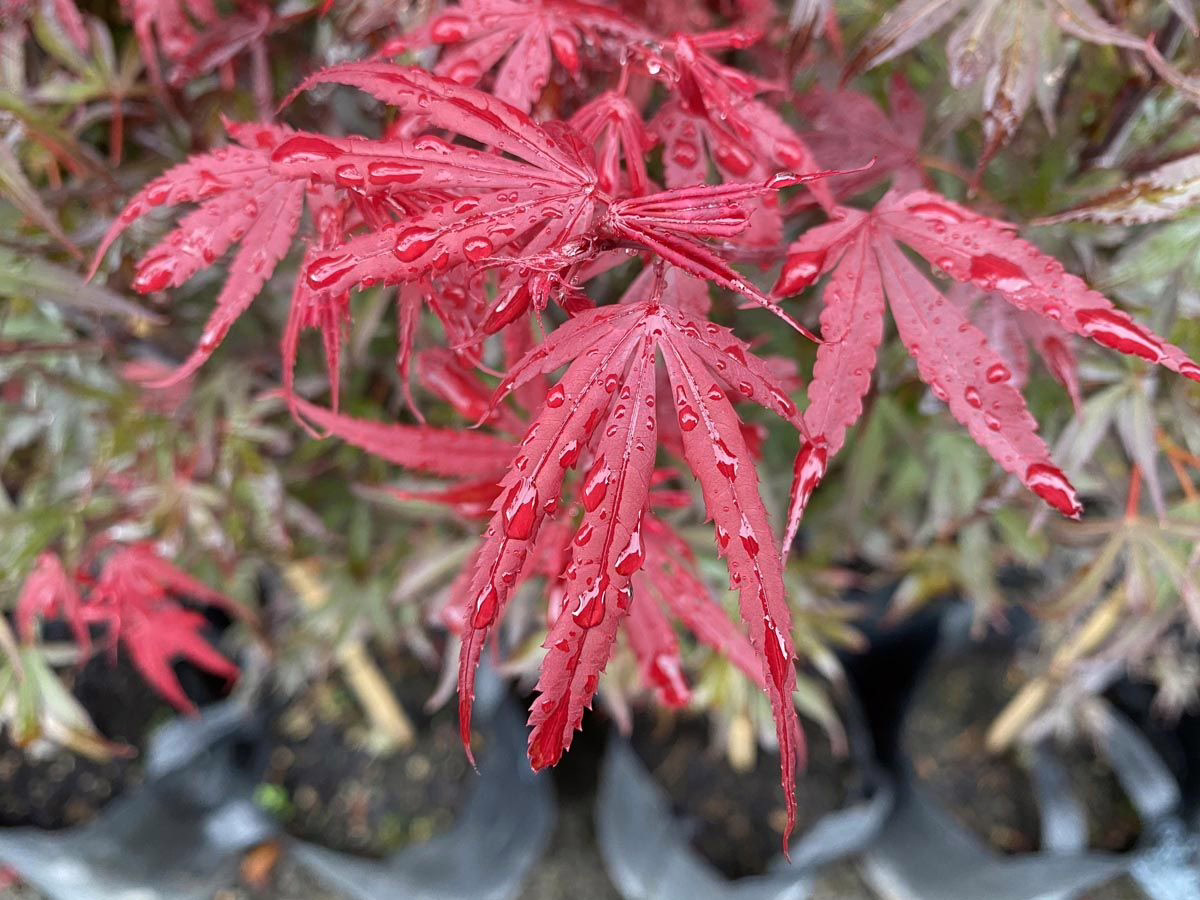 Acer palmatum 'Shaina' 5 Acer palmatum 'Shaina' (Japanese Maple) Foliage