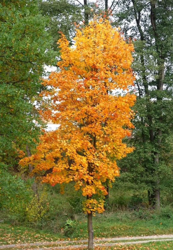 Acer platanoides 'Columnare' (Norway Maple) Autumn Tree
