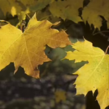 Acer platanoides 'Columnare' (Norway Maple) Foliage