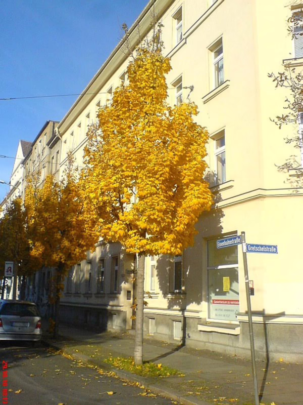 Acer platanoides 'Columnare' (Norway Maple) Tree