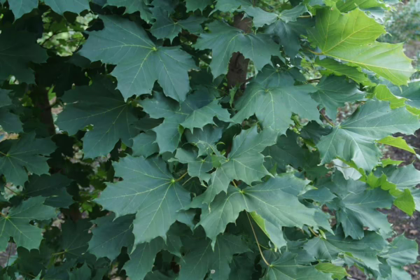 Acer platanoides 'Columnare' (Norway Maple) Foliage