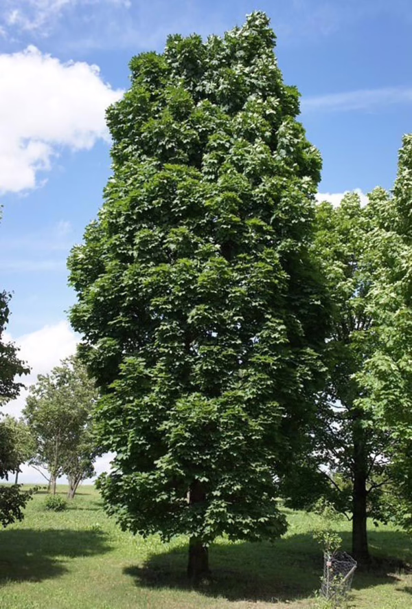 Acer platanoides 'Columnare' (Norway Maple) Tree