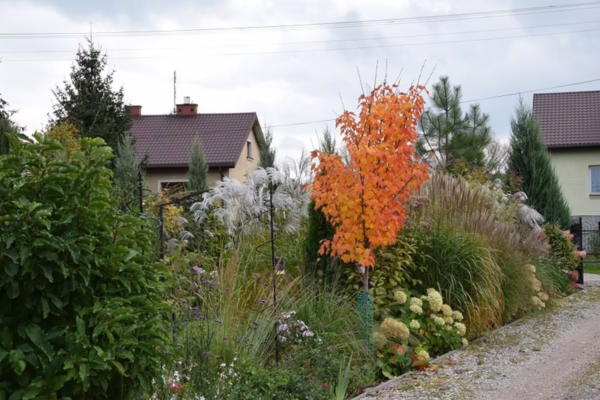 Acer rubrum 'Columnare' (Red Maple) Autumn Tree