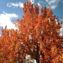Acer rubrum 'Columnare' (Red Maple) Autumn Foliage