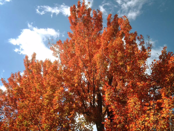 Acer rubrum 'Columnare' (Red Maple) Autumn Foliage