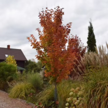 Acer rubrum 'Columnare' (Red Maple) Autumn Tree