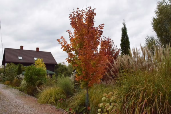 Acer rubrum 'Columnare' (Red Maple) Autumn Tree