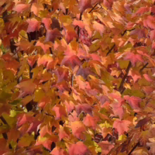 Acer rubrum 'Columnare' (Red Maple) Autumn Foliage