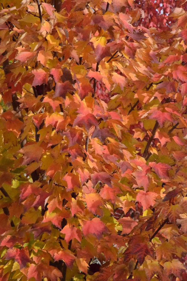 Acer rubrum 'Columnare' (Red Maple) Autumn Foliage