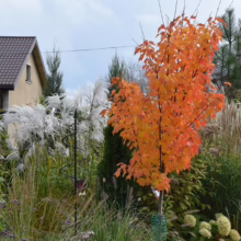 Acer rubrum 'Columnare' (Red Maple) Autumn Tree