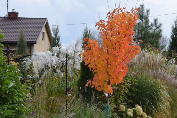 Acer rubrum 'Columnare' (Red Maple) Autumn Tree