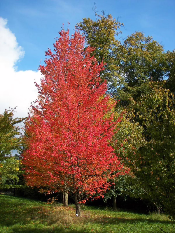 Acer rubrum 'Columnare' (Red Maple) Autumn Tree