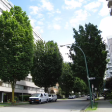 Acer rubrum 'Columnare' (Red Maple) Tree
