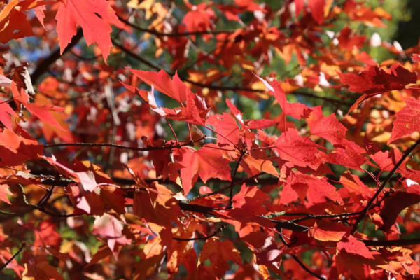 Acer rubrum 'Scanlon' (Red Maple) Autumn Foliage