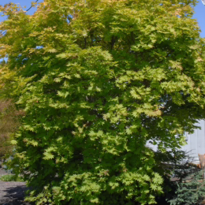 Acer shirasawanum 'Autumn Moon'