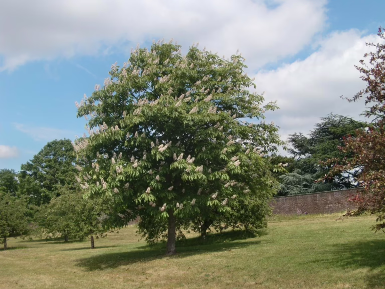 Aesculus turbinata (Japanese Horse Chestnut) Flowering Tree