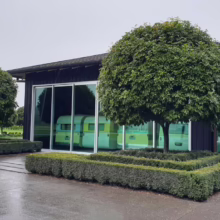 Alectryon excelsus (Titoki)