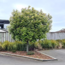 Alectryon excelsus (Titoki)