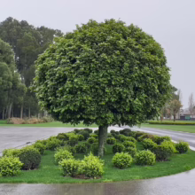 Alectryon excelsus (Titoki)