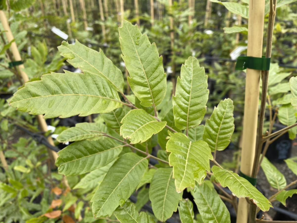 Alectryon excelsus (Titoki) Foliage