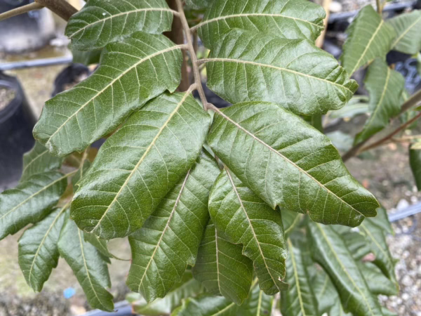 Alectryon excelsus (Titoki) Foliage