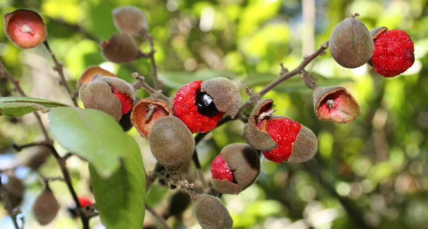 Alectryon excelsus (Titoki) Berry