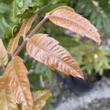 Alectryon excelsus (Titoki) Foliage
