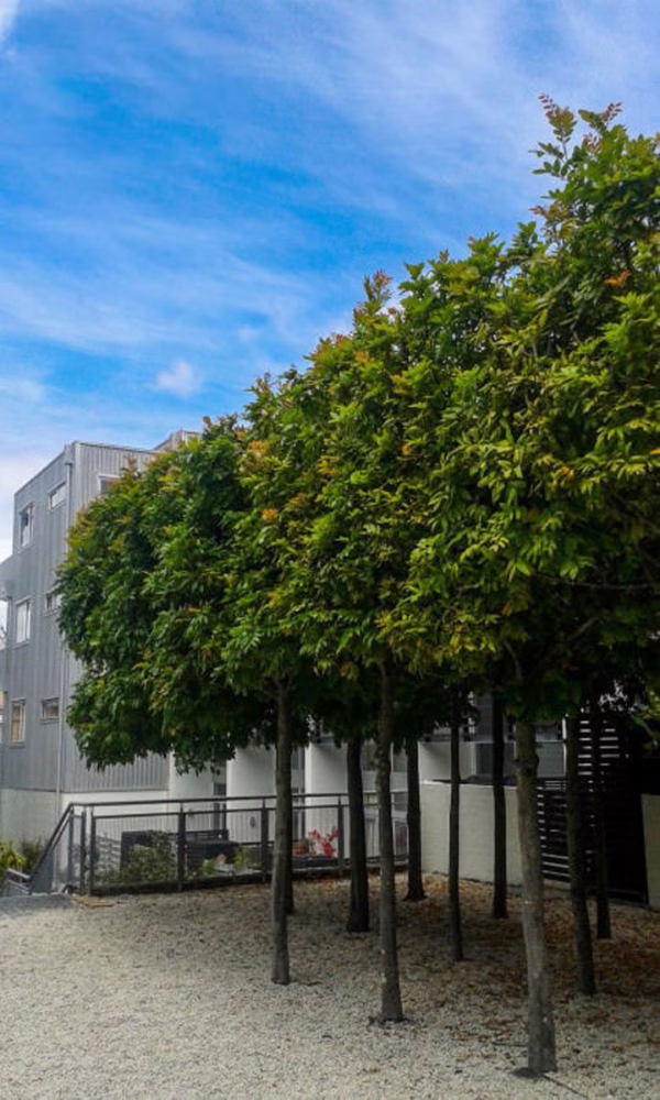 Alectryon excelsus (Titoki) Pleached