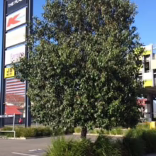 Alnus jorullensis (Everegreen Alder) in carpark.