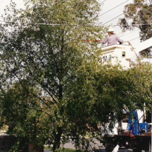 Alnus jorullensis (Everegreen Alder) Tree