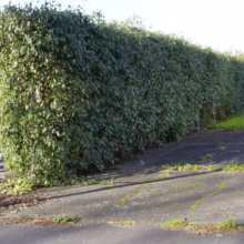 Alnus jorullensis (Everegreen Alder) Hedge
