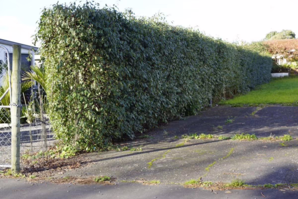 Alnus jorullensis (Everegreen Alder) Hedge