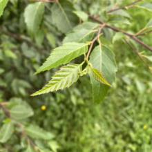 Alnus jorullensis (Everegreen Alder) Foliage
