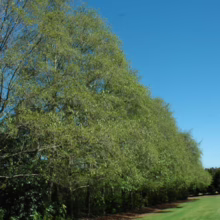 Alnus jorullensis (Everegreen Alder) Shelterbelt