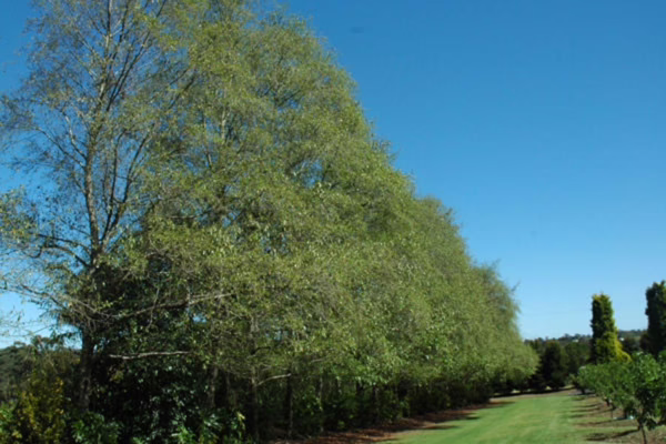 Alnus jorullensis (Everegreen Alder) Shelterbelt