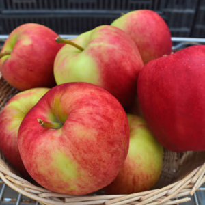 Apple 'Initial'