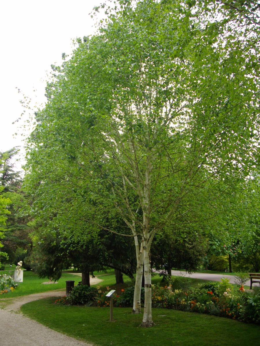 Betula utilis subsp. jacquemontii 9 Betula utilis subsp. jacquemontii - Image 9