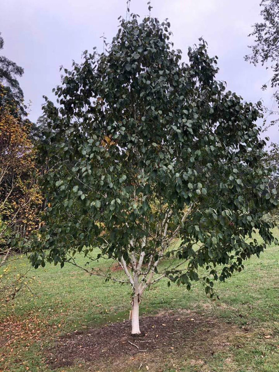 Betula utilis subsp. jacquemontii 'Silver Shadow' 1 Betula utilis subsp. jacquemontii 'Silver Shadow'