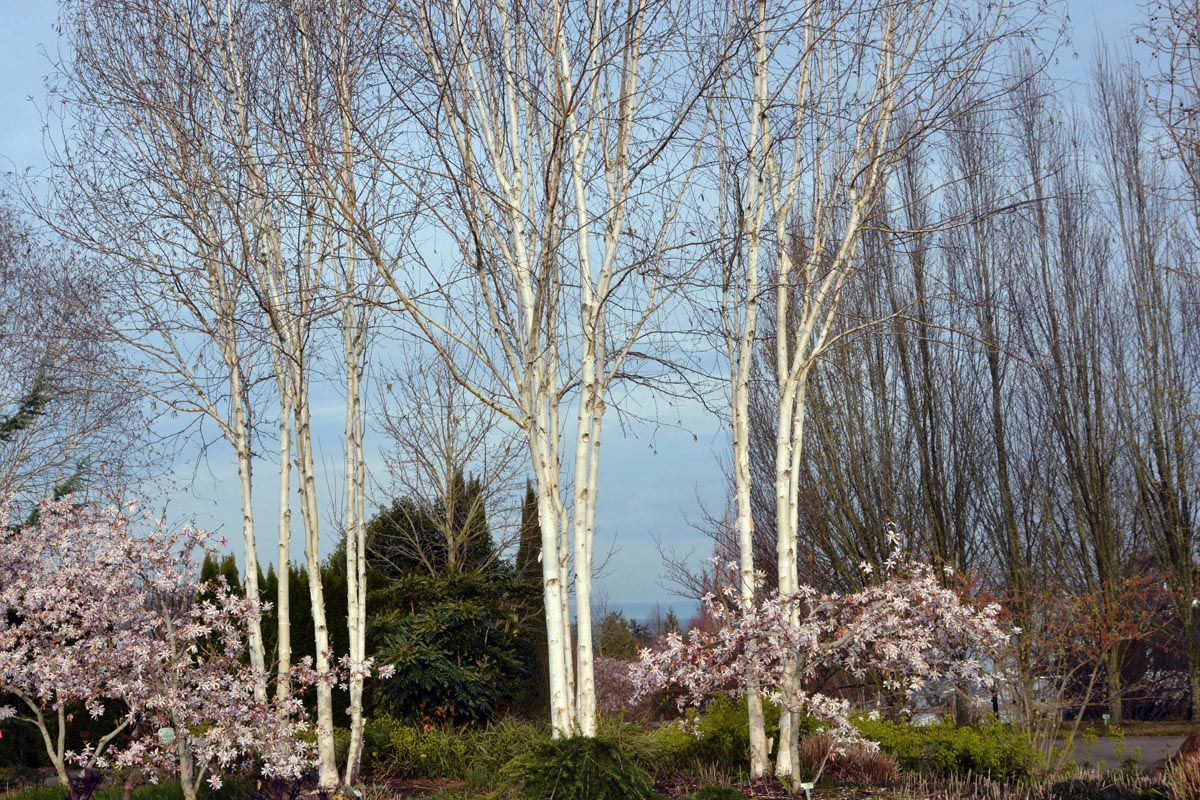 Betula utilis subsp. jacquemontii 1 Betula utilis subsp. jacquemontii