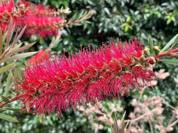 Callistemon citrinus 'Red Cluster' - Image 2