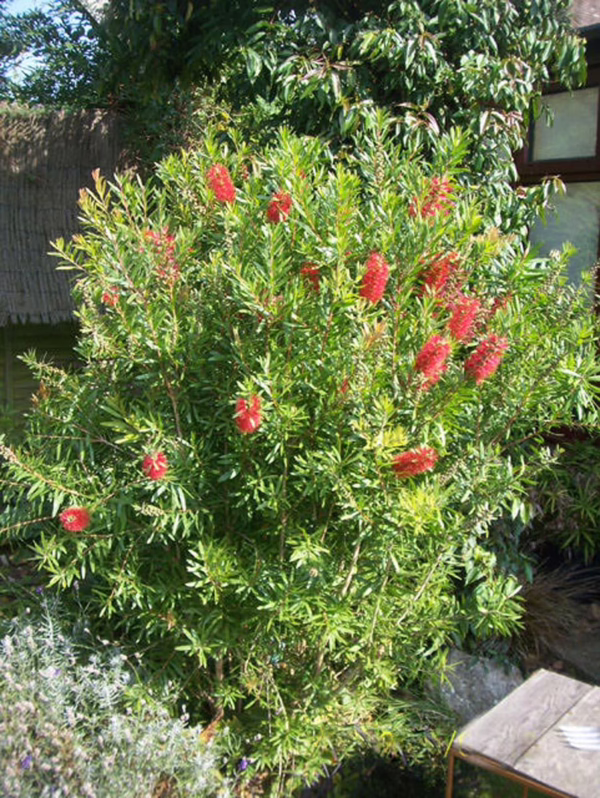 Callistemon citrinus 'Red Cluster'