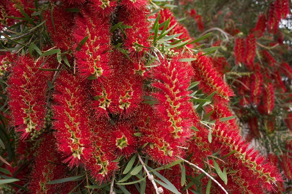 Callistemon viminalis 3 Callistemon viminalis - Image 3