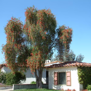 Callistemon viminalis