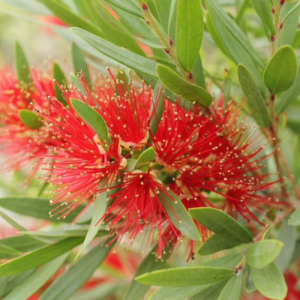 Callistemon viminalis 'Macarthur' - Image 2